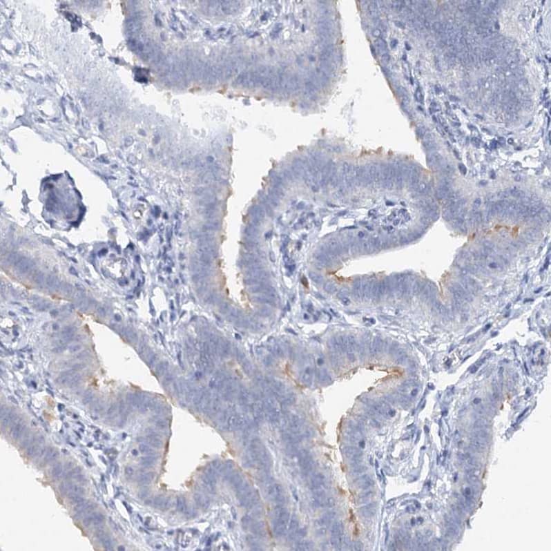 Staining of human fallopian tube shows weak positivity in cilia in glandular cells.