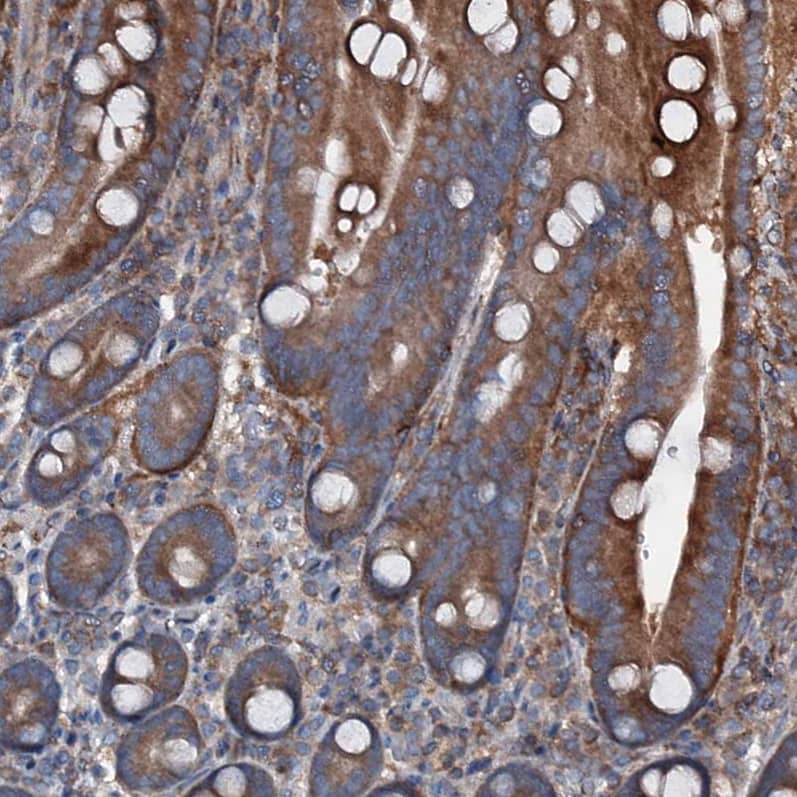 Staining of human duodenum shows strong cytoplasmic positivity in glandular cells.