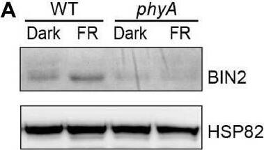 phyA and phyB mediate far-red and red lights inhibition of BL-induced degradation of BIN2 protein. (A,B) Western blotting assays showing phyA- and phyB-mediated far-red or red light inhibition of degradation of BIN2 protein. WT, phyA and phyB mutant seedlings were grown on MS plates in continuous darkness (DK) or far-red light (FR, 1 μmol/m2/s) (A) or red light (R, 50 μmol/m2/s) (B) for 5 days. (C,D) RT-qPCR assays showing the regulation of BIN2 expression by phyA or phyB in (A,B). Data correspond to the mean and standard deviation from three technical replicates. (E,F) Western blotting assays showing the effects of different exposure times of far-red or red light on the degradation of BIN2 protein. WT, phyA and phyB mutant seedlings were grown on MS plates in darkness for 5 days, and then exposed to far-red light (10 μmol/m2/s) (E) or red light (50 μmol/m2/s) (F) for the indicated lengths of time. (G,H) Western blot assays showing the effects of far-red or red light intensity on the degradation of BIN2 protein. WT, phyA and phyB mutant seedlings were grown on MS plates in darkness for 5 days, and then exposed to the indicated light intensities of far-red (G) or red light (H) for 6 h. (I,J) Western blot assays showing the effects of phyA or phyB on the BL-induced degradation of BIN2 protein. WT, phyA and phyB mutant seedlings were grown on MS plates supplemented with 2 μM BRZ in darkness for 5 days, and then treated with 1 μM BL, and then exposed to far-red (10 μmol/m2/s) (I) or red light (50 μmol/m2/s) (J) for the indicated lengths of time. Image collected and cropped by CiteAb from the following open publication (//pubmed.ncbi.nlm.nih.gov/35432407), licensed under a CC-BY license. Not internally tested by Novus Biologicals.