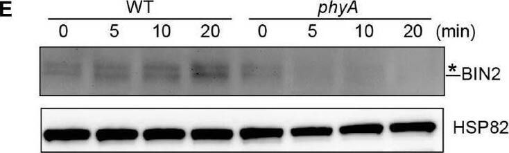 phyA and phyB mediate far-red and red lights inhibition of BL-induced degradation of BIN2 protein. (A,B) Western blotting assays showing phyA- and phyB-mediated far-red or red light inhibition of degradation of BIN2 protein. WT, phyA and phyB mutant seedlings were grown on MS plates in continuous darkness (DK) or far-red light (FR, 1 μmol/m2/s) (A) or red light (R, 50 μmol/m2/s) (B) for 5 days. (C,D) RT-qPCR assays showing the regulation of BIN2 expression by phyA or phyB in (A,B). Data correspond to the mean and standard deviation from three technical replicates. (E,F) Western blotting assays showing the effects of different exposure times of far-red or red light on the degradation of BIN2 protein. WT, phyA and phyB mutant seedlings were grown on MS plates in darkness for 5 days, and then exposed to far-red light (10 μmol/m2/s) (E) or red light (50 μmol/m2/s) (F) for the indicated lengths of time. (G,H) Western blot assays showing the effects of far-red or red light intensity on the degradation of BIN2 protein. WT, phyA and phyB mutant seedlings were grown on MS plates in darkness for 5 days, and then exposed to the indicated light intensities of far-red (G) or red light (H) for 6 h. (I,J) Western blot assays showing the effects of phyA or phyB on the BL-induced degradation of BIN2 protein. WT, phyA and phyB mutant seedlings were grown on MS plates supplemented with 2 μM BRZ in darkness for 5 days, and then treated with 1 μM BL, and then exposed to far-red (10 μmol/m2/s) (I) or red light (50 μmol/m2/s) (J) for the indicated lengths of time. Image collected and cropped by CiteAb from the following open publication (//pubmed.ncbi.nlm.nih.gov/35432407), licensed under a CC-BY license. Not internally tested by Novus Biologicals.