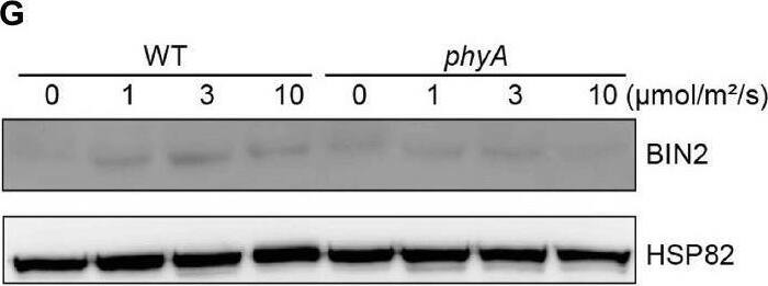 phyA and phyB mediate far-red and red lights inhibition of BL-induced degradation of BIN2 protein. (A,B) Western blotting assays showing phyA- and phyB-mediated far-red or red light inhibition of degradation of BIN2 protein. WT, phyA and phyB mutant seedlings were grown on MS plates in continuous darkness (DK) or far-red light (FR, 1 μmol/m2/s) (A) or red light (R, 50 μmol/m2/s) (B) for 5 days. (C,D) RT-qPCR assays showing the regulation of BIN2 expression by phyA or phyB in (A,B). Data correspond to the mean and standard deviation from three technical replicates. (E,F) Western blotting assays showing the effects of different exposure times of far-red or red light on the degradation of BIN2 protein. WT, phyA and phyB mutant seedlings were grown on MS plates in darkness for 5 days, and then exposed to far-red light (10 μmol/m2/s) (E) or red light (50 μmol/m2/s) (F) for the indicated lengths of time. (G,H) Western blot assays showing the effects of far-red or red light intensity on the degradation of BIN2 protein. WT, phyA and phyB mutant seedlings were grown on MS plates in darkness for 5 days, and then exposed to the indicated light intensities of far-red (G) or red light (H) for 6 h. (I,J) Western blot assays showing the effects of phyA or phyB on the BL-induced degradation of BIN2 protein. WT, phyA and phyB mutant seedlings were grown on MS plates supplemented with 2 μM BRZ in darkness for 5 days, and then treated with 1 μM BL, and then exposed to far-red (10 μmol/m2/s) (I) or red light (50 μmol/m2/s) (J) for the indicated lengths of time. Image collected and cropped by CiteAb from the following open publication (//pubmed.ncbi.nlm.nih.gov/35432407), licensed under a CC-BY license. Not internally tested by Novus Biologicals.