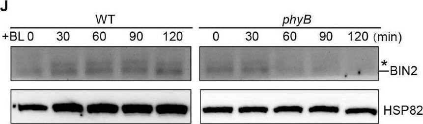 phyA and phyB mediate far-red and red lights inhibition of BL-induced degradation of BIN2 protein. (A,B) Western blotting assays showing phyA- and phyB-mediated far-red or red light inhibition of degradation of BIN2 protein. WT, phyA and phyB mutant seedlings were grown on MS plates in continuous darkness (DK) or far-red light (FR, 1 μmol/m2/s) (A) or red light (R, 50 μmol/m2/s) (B) for 5 days. (C,D) RT-qPCR assays showing the regulation of BIN2 expression by phyA or phyB in (A,B). Data correspond to the mean and standard deviation from three technical replicates. (E,F) Western blotting assays showing the effects of different exposure times of far-red or red light on the degradation of BIN2 protein. WT, phyA and phyB mutant seedlings were grown on MS plates in darkness for 5 days, and then exposed to far-red light (10 μmol/m2/s) (E) or red light (50 μmol/m2/s) (F) for the indicated lengths of time. (G,H) Western blot assays showing the effects of far-red or red light intensity on the degradation of BIN2 protein. WT, phyA and phyB mutant seedlings were grown on MS plates in darkness for 5 days, and then exposed to the indicated light intensities of far-red (G) or red light (H) for 6 h. (I,J) Western blot assays showing the effects of phyA or phyB on the BL-induced degradation of BIN2 protein. WT, phyA and phyB mutant seedlings were grown on MS plates supplemented with 2 μM BRZ in darkness for 5 days, and then treated with 1 μM BL, and then exposed to far-red (10 μmol/m2/s) (I) or red light (50 μmol/m2/s) (J) for the indicated lengths of time. Image collected and cropped by CiteAb from the following open publication (//pubmed.ncbi.nlm.nih.gov/35432407), licensed under a CC-BY license. Not internally tested by Novus Biologicals.