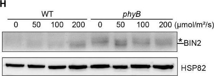 phyA and phyB mediate far-red and red lights inhibition of BL-induced degradation of BIN2 protein. (A,B) Western blotting assays showing phyA- and phyB-mediated far-red or red light inhibition of degradation of BIN2 protein. WT, phyA and phyB mutant seedlings were grown on MS plates in continuous darkness (DK) or far-red light (FR, 1 μmol/m2/s) (A) or red light (R, 50 μmol/m2/s) (B) for 5 days. (C,D) RT-qPCR assays showing the regulation of BIN2 expression by phyA or phyB in (A,B). Data correspond to the mean and standard deviation from three technical replicates. (E,F) Western blotting assays showing the effects of different exposure times of far-red or red light on the degradation of BIN2 protein. WT, phyA and phyB mutant seedlings were grown on MS plates in darkness for 5 days, and then exposed to far-red light (10 μmol/m2/s) (E) or red light (50 μmol/m2/s) (F) for the indicated lengths of time. (G,H) Western blot assays showing the effects of far-red or red light intensity on the degradation of BIN2 protein. WT, phyA and phyB mutant seedlings were grown on MS plates in darkness for 5 days, and then exposed to the indicated light intensities of far-red (G) or red light (H) for 6 h. (I,J) Western blot assays showing the effects of phyA or phyB on the BL-induced degradation of BIN2 protein. WT, phyA and phyB mutant seedlings were grown on MS plates supplemented with 2 μM BRZ in darkness for 5 days, and then treated with 1 μM BL, and then exposed to far-red (10 μmol/m2/s) (I) or red light (50 μmol/m2/s) (J) for the indicated lengths of time. Image collected and cropped by CiteAb from the following open publication (//pubmed.ncbi.nlm.nih.gov/35432407), licensed under a CC-BY license. Not internally tested by Novus Biologicals.