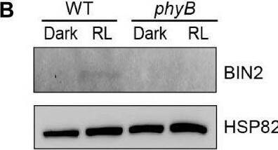 phyA and phyB mediate far-red and red lights inhibition of BL-induced degradation of BIN2 protein. (A,B) Western blotting assays showing phyA- and phyB-mediated far-red or red light inhibition of degradation of BIN2 protein. WT, phyA and phyB mutant seedlings were grown on MS plates in continuous darkness (DK) or far-red light (FR, 1 μmol/m2/s) (A) or red light (R, 50 μmol/m2/s) (B) for 5 days. (C,D) RT-qPCR assays showing the regulation of BIN2 expression by phyA or phyB in (A,B). Data correspond to the mean and standard deviation from three technical replicates. (E,F) Western blotting assays showing the effects of different exposure times of far-red or red light on the degradation of BIN2 protein. WT, phyA and phyB mutant seedlings were grown on MS plates in darkness for 5 days, and then exposed to far-red light (10 μmol/m2/s) (E) or red light (50 μmol/m2/s) (F) for the indicated lengths of time. (G,H) Western blot assays showing the effects of far-red or red light intensity on the degradation of BIN2 protein. WT, phyA and phyB mutant seedlings were grown on MS plates in darkness for 5 days, and then exposed to the indicated light intensities of far-red (G) or red light (H) for 6 h. (I,J) Western blot assays showing the effects of phyA or phyB on the BL-induced degradation of BIN2 protein. WT, phyA and phyB mutant seedlings were grown on MS plates supplemented with 2 μM BRZ in darkness for 5 days, and then treated with 1 μM BL, and then exposed to far-red (10 μmol/m2/s) (I) or red light (50 μmol/m2/s) (J) for the indicated lengths of time. Image collected and cropped by CiteAb from the following open publication (//pubmed.ncbi.nlm.nih.gov/35432407), licensed under a CC-BY license. Not internally tested by Novus Biologicals.
