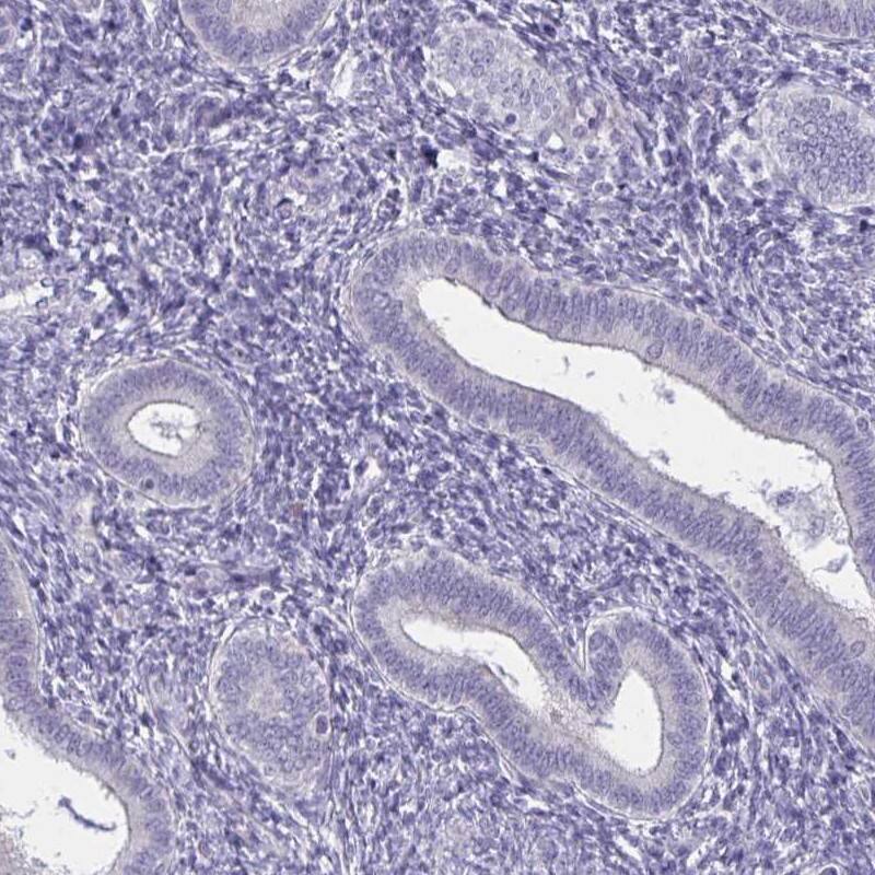Staining of human endometrium shows low expression as expected.