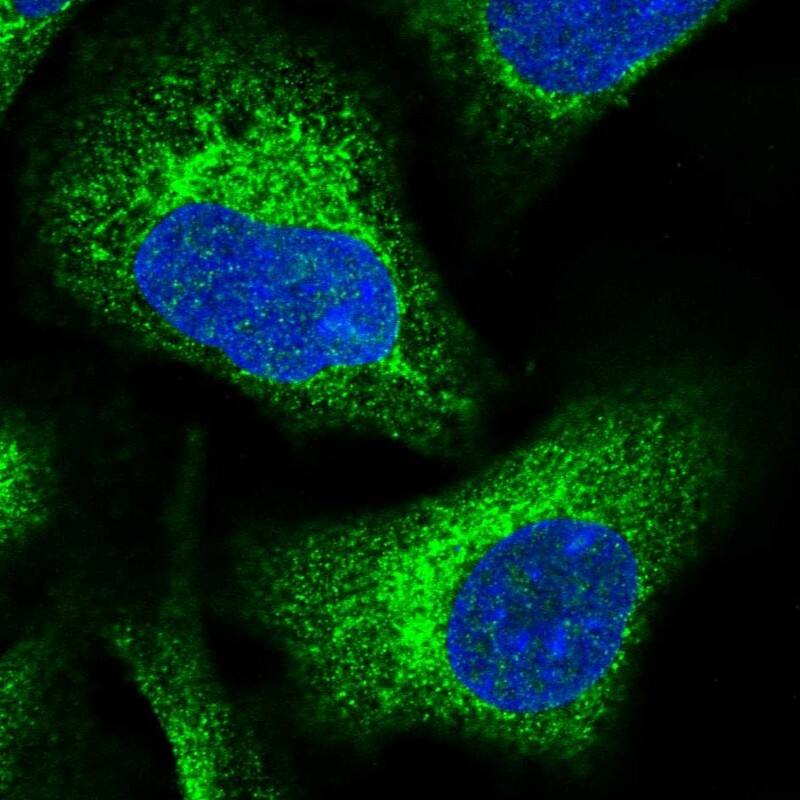 Immunocytochemistry/ Immunofluorescence DNAJC3 Antibody - BSA Free