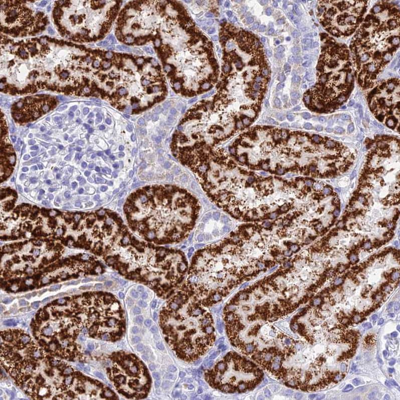 Staining of human kidney shows strong granular cytoplasmic positivity in cells in tubules.