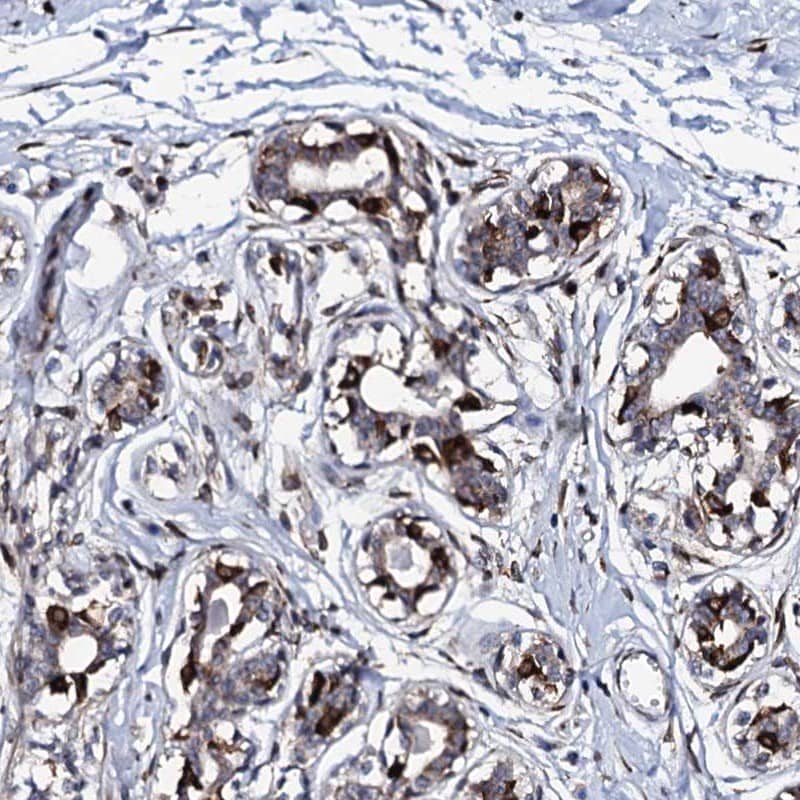 Staining of human breast shows strong positivity in a subset of glandular cells.
