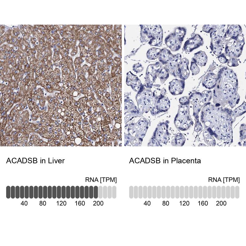 <b>Orthogonal Strategies Validation. </b>Analysis in human liver and placenta tissues. Corresponding RNA-seq data are presented for the same tissues.