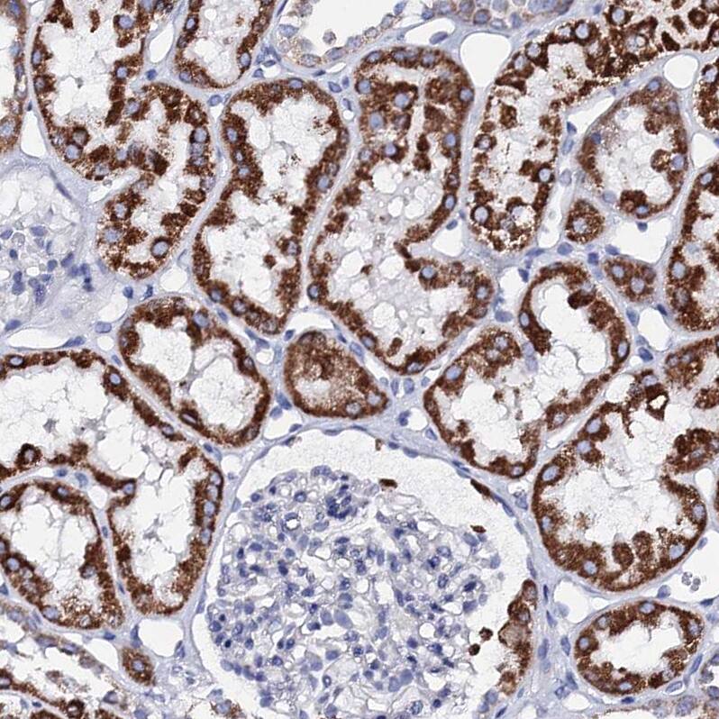 Staining of human kidney shows strong cytoplasmic granular positivity in cells in tubules.