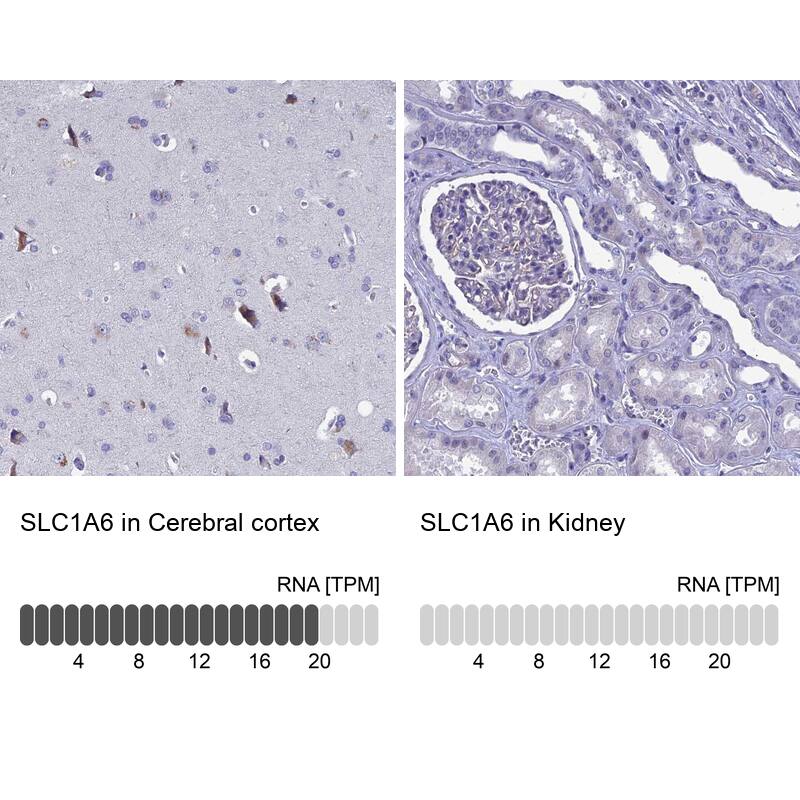 Analysis in human cerebral cortex and kidney tissues.