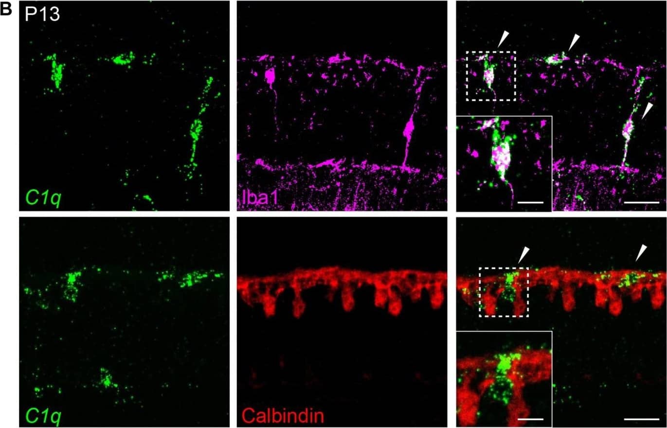 Immunohistochemistry: Calbindin D-28K Antibody [NBP2-50028] - C1q is expressed in retina microglia during development. (A) qRT-PCR for C1q at P9, P14, & 14 weeks. Values represent the fold mRNA expression level relative to the levels detected in adult animals following normalization to GAPDH. (B) Representative fluorescent in situ hybridization images at P13 of C1q (green) co-stained with either Iba1 (magenta) or calbindin (red) to label microglia & horizontal cells, respectively. C1q colocalizes with microglia but not with horizontal cells in the outer retina at this time (arrowheads). Inset shows C1q expression in Iba1-positive microglia that is absent in calbindin-positive horizontal cells. Scale bars = 25 & 10 μm (inset). Image collected & cropped by CiteAb from the following publication (//pubmed.ncbi.nlm.nih.gov/33177995), licensed under a CC-BY license. Not internally tested by Novus Biologicals.