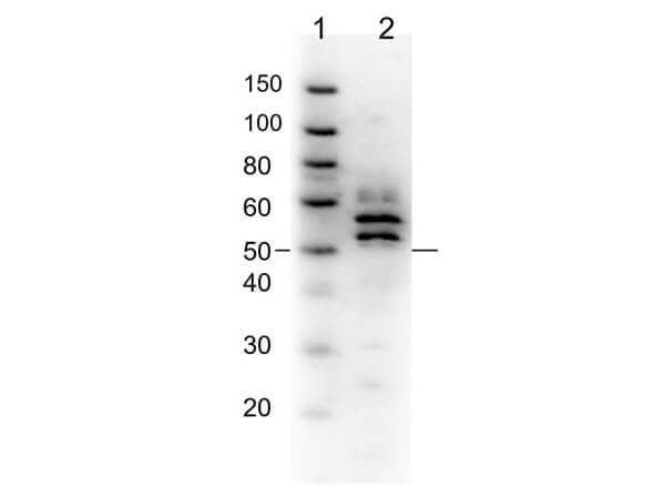 Western Blot of Fibrinogen Antibody. Lane 1: Molecular Weight Ladder. Lane 2: Fibrinogen 0.05ug. Primary Antibody: Anti-Fibrinogen 1:4000 overnight at 2-8C. Secondary Antibody: Donkey Anti-Goat IgG HRP at 1:40,000 for 30min at RT. Block: BlockOut Buffer 