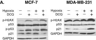 Western Blot: p53 Antibody (Pab DO-1) - BSA Free [NBP2-50538] - DCQ induces DNA damage & apoptosis via reactive oxygen species. (A) Whole cell lysates of MCF-7 & MDA-MB-231 were prepared after 6 hours of exposure to DCQ (5 μM) under normoxia or hypoxia, & blots were probed for p-H2AX, p53, p-p53, p21, HIF-1 alpha  & GAPDH. Results are representative of three independent experiments. (B) MDA-MB-231 & MCF-7 cells were pretreated with 1 mM Vitamin E or DTT for 2 hours followed by 25 min incubation with 10 μM CM-H2DCFDA dye. Cells were washed with PBS & treated with DCQ for 1 hour under normoxia or hypoxia, after which cells were harvested & the amount of DCF fluorescence was analyzed by flow cytometry. Each percentage is the average ± SE of three independent experiments. (C) MDA-MB-231 & MCF-7 cells were pretreated with 1 mM Vitamin E or DTT for 2 hours followed by 6 hours treatment with DCQ under normoxia or hypoxia. After 24 hours, the extent of DNA fragmentation was determined by TUNEL assay & measured by flow cytometry. One-way ANOVA was used to compare DCQ-treated versus control & statistical significance of p < 0.05 is indicated by *. (D) Whole cell lysates of MCF-7 & MDA-MB-231 were prepared after 6 hours of exposure to DCQ (5 μM) under normoxia or hypoxia, & blots were probed for HIF-1 alpha  & GAPDH. Results are representative of three independent experiments. Image collected & cropped by CiteAb from the following publication (//molecular-cancer.biomedcentral.com/articles/10.1186/1476-4598-13-12), licensed under a CC-BY license. Not internally tested by Novus Biologicals.