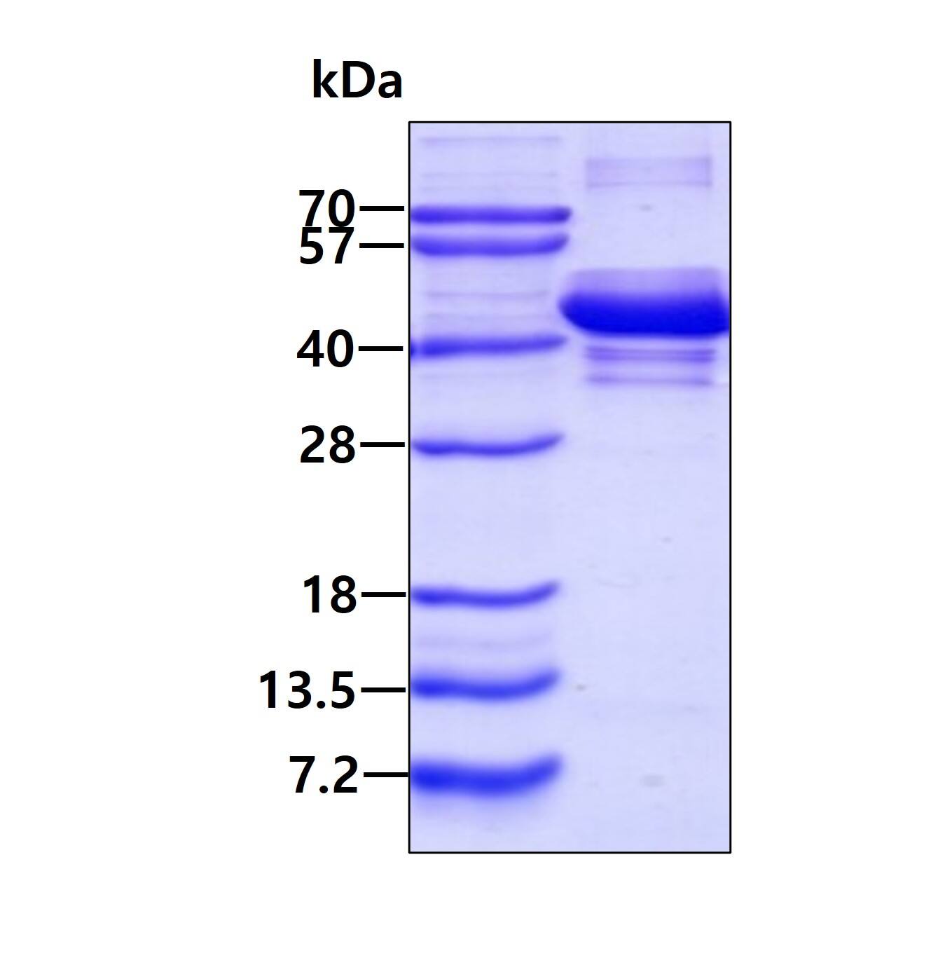 SDS-Page: SH3GL3 Recombinant Protein [NBP2-51940] - 3ug by SDS-PAGE under reducing condition and visualized by coomassie blue stain.