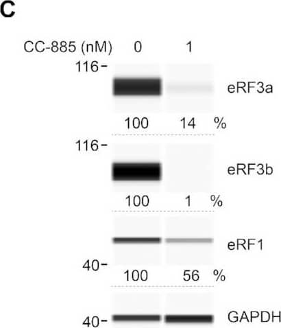 Simple Western: eRF1 Antibody (4F9H12) - BSA Free [NBP2-52552] - Effect of CC-885 & CC-90009 on COL17A1 PTC readthrough. (A, B) HaCaT keratinocytes derived from an unaffected individual were exposed to various concentrations of CC-885 (A) or CC-90009 (B) with or without 100 μg/ml gentamicin sulfate for 48 h & cell viability was measured using the MTT assay in triplicate samples (±SD). Concentrations of CC-885 & CC-90009 are in nanomolar. (C, D) JEB01 keratinocytes derived from a JEB patient with a COL17A1 nonsense mutation (R688X/R688X) were exposed to the indicated concentrations of CC-885 (C) or CC-90009 (D) for 72 h & eRF3a, eRF3b & eRF1 levels were determined using automated capillary electrophoresis western analysis. GAPDH was used as loading control. (E, F) JEB01 keratinocytes were exposed to the indicated concentrations of CC-885 (E) or CC-90009 (F) in the presence or absence of 100 or 300 μg/ml gentamicin sulfate for 72 h & Collagen XVII levels were measured by SDS-PAGE followed by traditional western blotting.  beta -actin was used as loading control. Image collected & cropped by CiteAb from the following publication (//pubmed.ncbi.nlm.nih.gov/33764477), licensed under a CC-BY license. Not internally tested by Novus Biologicals.