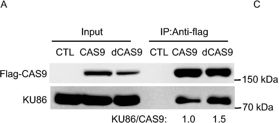 Western Blot: CRISPR-Cas9 Antibody [NBP2-52717] - dCAS9 & Cpf1 impair NHEJ & induce genetic mutations. (A) Co-immunoprecipitation assay confirmed the interaction between dCAS9 & KU86. (B) Comet assay analysis of DNA damage in hESCs expressing dCAS9 or treated with doxorubicin. CTL, human fibroblasts with lentiviral empty vector were treated with 2 µg/mL doxycycline for three days; Doxy, Dox, Doxy + Dox, human fibroblasts with lentiviral CAS9 inducible expression vector were treated with 2 µg/mL doxycycline for 3 days or 0.5 µmol/L Dox for 2 h or 2 µg/mL doxycycline for three days + 0.5 µmol/L Dox for 2 h, respectively. Tail length was analyzed using Image J software. Data are represented as mean ± SD. *P < 0.05, **P < 0.01, ***P < 0.001. (C) The expression of dCAS9 induces mutation of endogenous HPRT gene. WT, WT hESCs; CTL, CAS9, dCAS9, hESCs with empty expression vector, CAS9 inducible expression vector. Cells with dCAS9 inducible expression vector were treated with 2 µg/mL doxycycline for 3 days before HAT treatment. n = 3. Data are presented as mean value ± SD. **P < 0.01, ***P < 0.001. (D) The expression of Cpf1 increased the levels of  gamma H2AX. (E) Cpf1 interacts with KU86 as confirmed by Co-immunoprecipitation. Protein extract of Flag-tagged Cpf1 was immunoprecipitated with anti-Flag antibody & the presence of Cpf1 & KU86 in the immunoprecipitate was examined by Western blot Image collected & cropped by CiteAb from the following publication (//pubmed.ncbi.nlm.nih.gov/32170574), licensed under a CC-BY license. Not internally tested by Novus Biologicals.