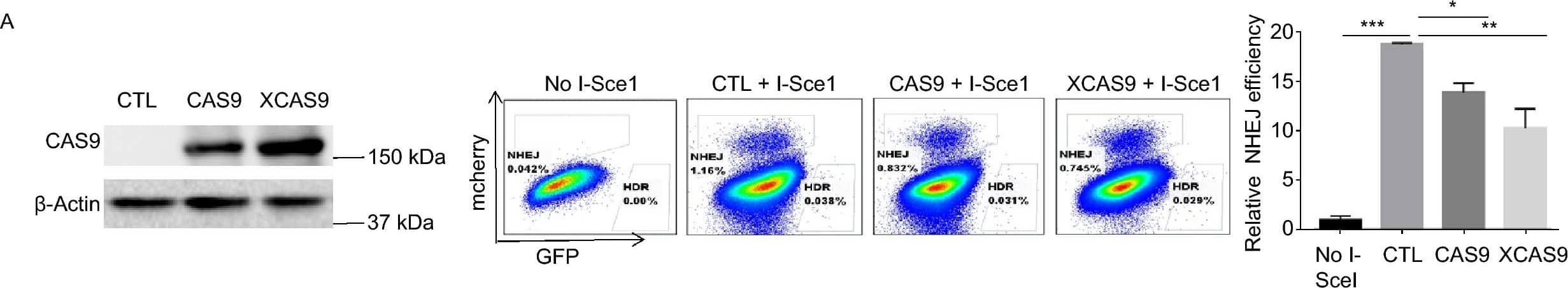 Western Blot: CRISPR-Cas9 Antibody [NBP2-52717] - Both CAS9 & XCAS9 impair NHEJ & induce genetic mutations. (A & B) Expression of CAS9 & XCAS9 impairs NHEJ. Traffic Light Reporter system was established in 293 cells harboring the CAS9 & XCAS9 inducible expression vectors. After the induction of CAS9 & XCAS9 expression with 2 µg/mL doxycycline for 3 days (left panel), the efficiency of NHEJ (mcherry) & HDR (GFP) was analyzed by flow cytometry (middle panel). Statistic analysis of the efficiency of NHEJ (left panel of A) & HDR (B) is presented. n = 3. Data are presented as mean values ± SD. *P < 0.05, **P < 0.01, ***P < 0.001. ns, non-significant. (C) The expression of CAS9 in hESCs induces genomic mutations at the endogenous HPRT locus. After hESCs harboring CAS9 inducible expression vector were selected with HAT medium for 5 days, they were treated with 2 µg/mL doxycycline for CAS9 expression for various time periods, & subsequently, treated with 5 µg/mL 6-TG or mock treated for 4 days. Mutational rate is calculated as the ratio of colony number in 6-TG treated samples versus untreated controls. n = 3. Data are presented as mean values ± SD. ***P < 0.001. (D) XCAS9 interacts with KU86. Protein extracts from 293FT cells expressing Flag-tagged CAS9 or XCAS9 were immunoprecipitated with anti-Flag antibody. The immune precipitates were analyzed for the presence of CAS9, XCAS9 & KU86. The relative ratio of KU86 versus CAS9 or XCAS9 is indicated. (E) The expression of XCAS9 increases the number of  gamma H2AX foci in hESCs. hESCs harboring XCAS9 inducible expression vector were treated with or without 2 µg/mL doxycycline for 3 days. n = 20. Scale bar, 10 µm. Data are presented as mean values ± SD. ***P < 0.01 Image collected & cropped by CiteAb from the following publication (//pubmed.ncbi.nlm.nih.gov/32170574), licensed under a CC-BY license. Not internally tested by Novus Biologicals.