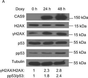 Western Blot: CRISPR-Cas9 Antibody [NBP2-52717] - The expression of CAS9 in hiPSCs & hESCs promotes DNA DSB damage. (A) The inducible expression of CAS9 promotes DNA DSB damage responses in hiPSCs after 2 µg/mL Doxy treatment. The relative levels of the phosphorylation of p53 & H2AX are indicated at the bottom. Consistent data were obtained from two independent experiments. (B) The impact of expression levels of CAS9 on DNA DSB damage in hESCs. At the same lentiviral titers, the expression levels of CAS9 in hESCs transduced by standard lentiviral vector are higher than those transduced by the inducible lentiviral vector after 2 µg/mL Doxy treatment. Much lower expression levels of CAS9 can also promote DNA DSB damage in hESCs after the treatment with lower dosages of Doxy. The relative levels of the phosphorylation of p53 & H2AX are indicated at the bottom Image collected & cropped by CiteAb from the following publication (//pubmed.ncbi.nlm.nih.gov/32170574), licensed under a CC-BY license. Not internally tested by Novus Biologicals.