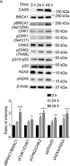 Western Blot: CRISPR-Cas9 Antibody [NBP2-52717] - The expression of CAS9 in human fibroblasts promotes DNA DSB damage & activates DNA damage response pathways. (A) The expression of CAS9 in human fibroblasts activates DNA damage responses. The expression of CAS9 was induced with 2 µg/mL Doxy treatment. The relative levels of phosphorylation of BRCA1, CHK1, CHK2 & p53 are indicated at the bottom. n = 3. Data are presented as mean value ± SD. *P < 0.05, **P < 0.01, ***P < 0.001. (B) The expression of CAS9 increased the number of  gamma H2AX foci in human fibroblasts. CTL or CAS9, human fibroblasts with CAS9 inducible expression cassette plated on chamber slides were treated with or without 2 µg/mL doxycycline for 3 days. The expression of CAS9 &  gamma H2AX foci was revealed by immunoflourescence analysis. Representative images are shown. Scale bar, 10 µm. Unpaired t test. n = 20. Data are presented as mean values ± SD. ***P < 0.001. (C) CAS9 induces DNA DSB damage in human fibroblasts. CTL, human fibroblasts with lentiviral empty vector were treated with 2 µg/mL doxycycline for three days; Doxy, Dox, Doxy + Dox, human fibroblasts with lentiviral CAS9 inducible expression vector were treated with 2 µg/mL doxycycline for 3 days or 0.5 µmol/L Dox for 2 h or 2 µg/mL doxycycline for three days + 0.5 µmol/L Dox for 2 h, respectively. Representative images are shown. n = 40. Unpaired t test. Data are presented as mean value ± SD. **P < 0.01 Image collected & cropped by CiteAb from the following publication (//pubmed.ncbi.nlm.nih.gov/32170574), licensed under a CC-BY license. Not internally tested by Novus Biologicals.