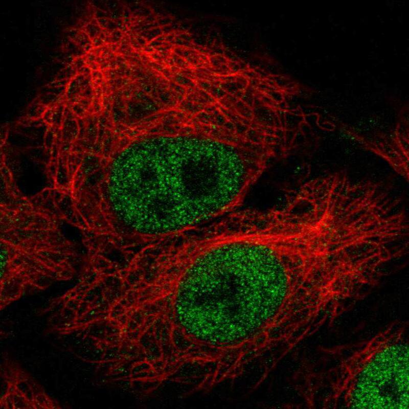 Staining in A549 cell line with Anti-ZEB1 monoclonal antibody, showing nuclear (without nucleoli) staining in green. Microtubule probes are visualized in red (where available).