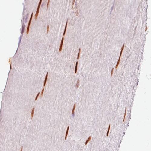 Immunohistochemistry-Paraffin SIX1 Antibody (CL0185) - BSA Free
