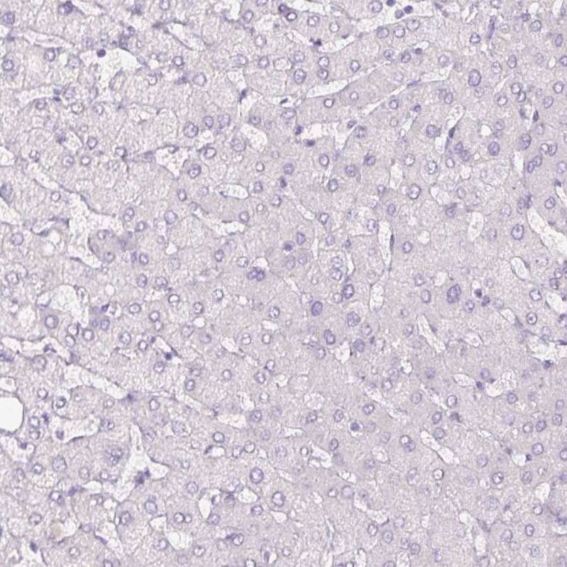 Immunohistochemistry-Paraffin SIX1 Antibody (CL0185) - BSA Free