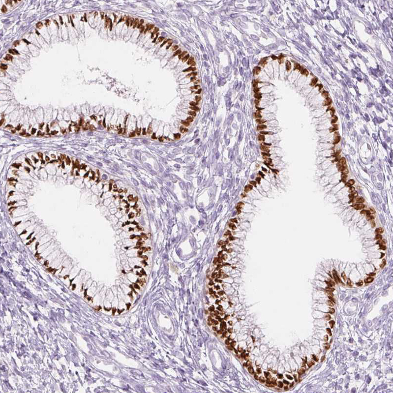 Immunohistochemistry-Paraffin SIX1 Antibody (CL0185) - BSA Free