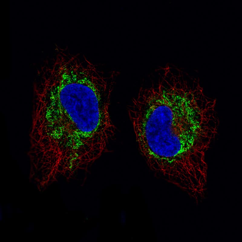 Immunocytochemistry/ Immunofluorescence SDHB Antibody (CL0349) - BSA Free