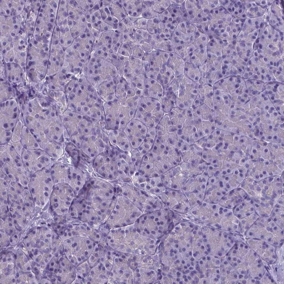 Staining of human pancreas shows no positivity in exocrine glandular cells as expected.