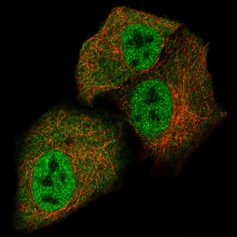 Staining of A549 cells, showing specific staining in the nucleoplasm and cytosol in green. Microtubule- and nuclear probes are visualized in red and blue, respectively (where available).