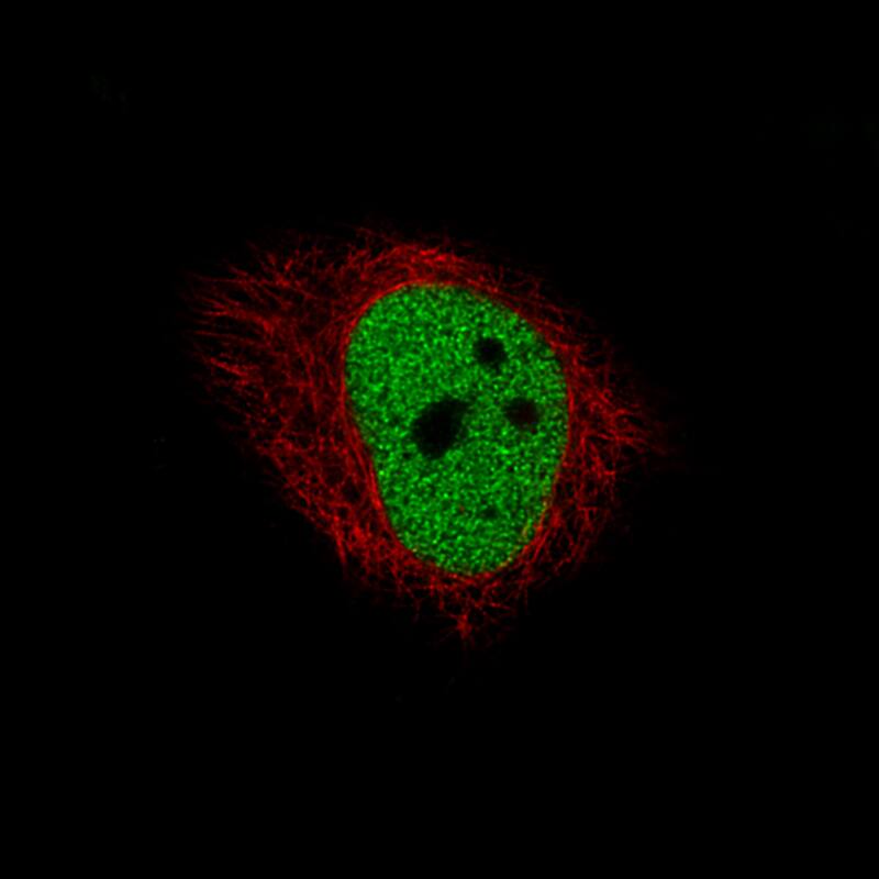 Staining of U-251 cells, showing specific staining in the nucleoplasm in green. Microtubule- and nuclear probes are visualized in red and blue, respectively (where available).
