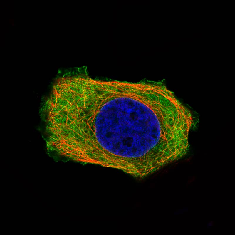 Staining of MCF7 cells, showing specific staining in the cytosol and the plasma membrane in green. Microtubule- and nuclear probes are visualized in red and blue, respectively (where available).