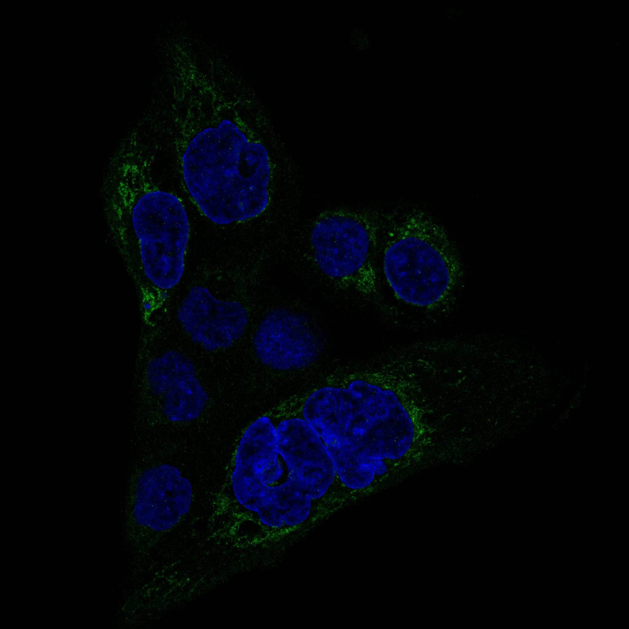 Immunocytochemistry/ Immunofluorescence MACC1 Antibody (CL0856) - BSA Free