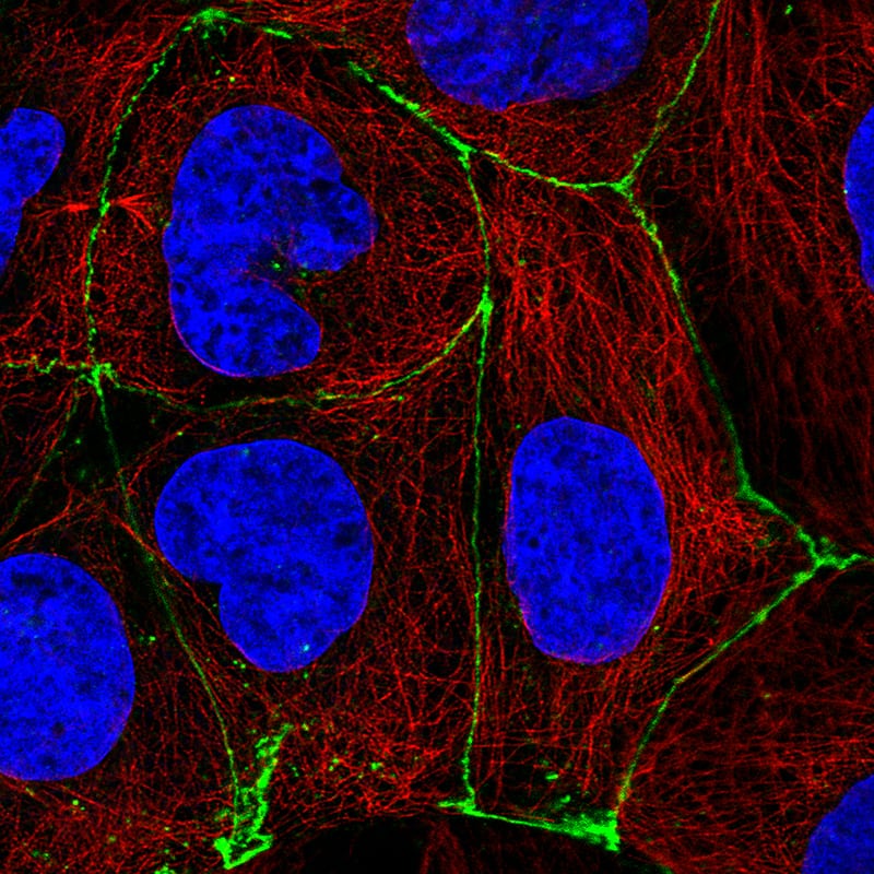 Staining of CACO-2 cells, showing specific staining in cell junctions in green. Microtubule- and nuclear probes are visualized in red and blue, respectively (where available).