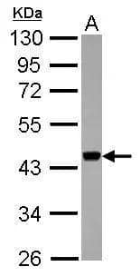 Sample (30 ug of whole cell lysate)  A: Jurkat  10% SDS PAGE  NBP2-53089 diluted at 1:1000  