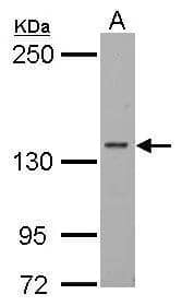 Western Blot RPB2 Antibody - BSA Free