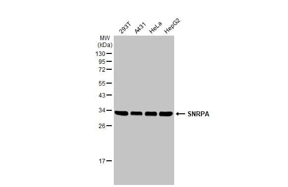 Western Blot U1A Antibody