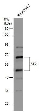 Whole cell extract (30 ug) was separated by 10% SDS-PAGE, and the membrane was blotted with ST2 antibody [N1C1] (NBP2-53096) diluted at 1:500. 