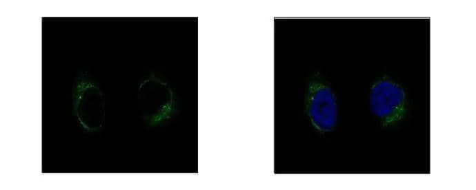 Immunocytochemistry/ Immunofluorescence TUBGCP2 Antibody - BSA Free