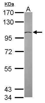 Western Blot TUBGCP2 Antibody - BSA Free