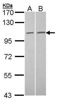 Western Blot TUBGCP2 Antibody - BSA Free