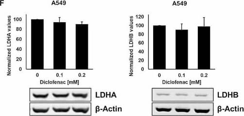 LDH activity and expression levels in LS174T, LoVo, A549 and MDA-MB-231 cancer cells after diclofenac treatment. LDH activity assay of LS174T (A), LoVo (C), A549 (E) and MDA-MB-231 (G) cancer cells treated with diclofenac (0, 0.1 and 0.2 mM) for 48 h. Representative immunoblot showing the expression of LDHA and LDHB 48 h after diclofenac treatment in LS174T (B), LoVo (D), A549 (F) and MDA-MB231 (H) cancer cells. Quantification of the LDHA and LDHB signals of at least 3 independent experiments are shown in the bar charts above. The one way ANOVA test was used to evaluate significant differences (*p ≤ 0.05, **p ≤ 0.01, ***p ≤ 0.001) Image collected and cropped by CiteAb from the following open publication (//ro-journal.biomedcentral.com/articles/10.1186/s13014-024-02399-5), licensed under a CC-BY license. Not internally tested by Novus Biologicals.