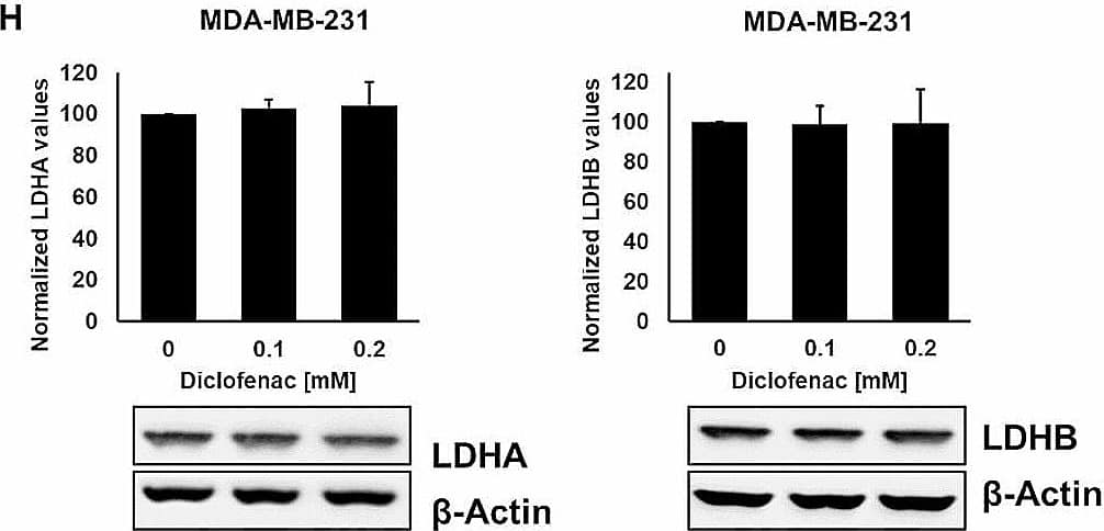 LDH activity and expression levels in LS174T, LoVo, A549 and MDA-MB-231 cancer cells after diclofenac treatment. LDH activity assay of LS174T (A), LoVo (C), A549 (E) and MDA-MB-231 (G) cancer cells treated with diclofenac (0, 0.1 and 0.2 mM) for 48 h. Representative immunoblot showing the expression of LDHA and LDHB 48 h after diclofenac treatment in LS174T (B), LoVo (D), A549 (F) and MDA-MB231 (H) cancer cells. Quantification of the LDHA and LDHB signals of at least 3 independent experiments are shown in the bar charts above. The one way ANOVA test was used to evaluate significant differences (*p ≤ 0.05, **p ≤ 0.01, ***p ≤ 0.001) Image collected and cropped by CiteAb from the following open publication (//ro-journal.biomedcentral.com/articles/10.1186/s13014-024-02399-5), licensed under a CC-BY license. Not internally tested by Novus Biologicals.