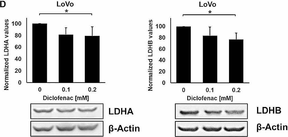 LDH activity and expression levels in LS174T, LoVo, A549 and MDA-MB-231 cancer cells after diclofenac treatment. LDH activity assay of LS174T (A), LoVo (C), A549 (E) and MDA-MB-231 (G) cancer cells treated with diclofenac (0, 0.1 and 0.2 mM) for 48 h. Representative immunoblot showing the expression of LDHA and LDHB 48 h after diclofenac treatment in LS174T (B), LoVo (D), A549 (F) and MDA-MB231 (H) cancer cells. Quantification of the LDHA and LDHB signals of at least 3 independent experiments are shown in the bar charts above. The one way ANOVA test was used to evaluate significant differences (*p ≤ 0.05, **p ≤ 0.01, ***p ≤ 0.001) Image collected and cropped by CiteAb from the following open publication (//ro-journal.biomedcentral.com/articles/10.1186/s13014-024-02399-5), licensed under a CC-BY license. Not internally tested by Novus Biologicals.
