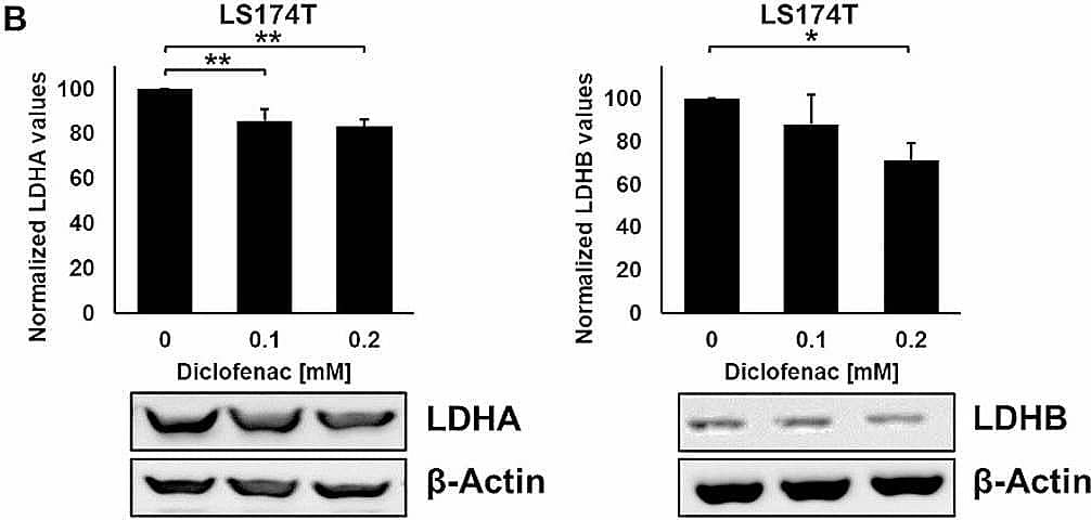 LDH activity and expression levels in LS174T, LoVo, A549 and MDA-MB-231 cancer cells after diclofenac treatment. LDH activity assay of LS174T (A), LoVo (C), A549 (E) and MDA-MB-231 (G) cancer cells treated with diclofenac (0, 0.1 and 0.2 mM) for 48 h. Representative immunoblot showing the expression of LDHA and LDHB 48 h after diclofenac treatment in LS174T (B), LoVo (D), A549 (F) and MDA-MB231 (H) cancer cells. Quantification of the LDHA and LDHB signals of at least 3 independent experiments are shown in the bar charts above. The one way ANOVA test was used to evaluate significant differences (*p ≤ 0.05, **p ≤ 0.01, ***p ≤ 0.001) Image collected and cropped by CiteAb from the following open publication (//ro-journal.biomedcentral.com/articles/10.1186/s13014-024-02399-5), licensed under a CC-BY license. Not internally tested by Novus Biologicals.
