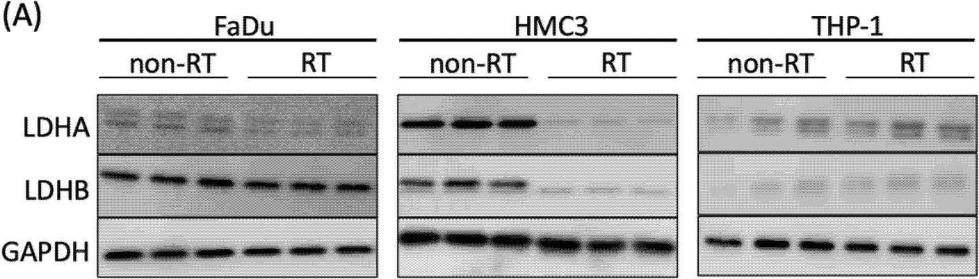Analysis of the expressions of LDHA and LDHB in the non-irradiated (non-RT) and irradiated (RT) cancer and immune cells. (A) Western blot analyses of LDHA and LDHB in FaDu, HMC3, and THP-1 cells. GAPDH was used as a loading control. (B) Comparison of the expressions of LDHA and LDHB between the non-irradiated and irradiated cells (* p < 0.05; ** p < 0.01). Note—LDH, lactate dehydrogenase; GAPDH, glyceraldehyde-3-phosphate dehydrogenase. Image collected and cropped by CiteAb from the following open publication (//pubmed.ncbi.nlm.nih.gov/34436459), licensed under a CC-BY license. Not internally tested by Novus Biologicals.