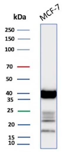 Western Blot Analysis of MCF-7 lysate using EpCAM/TROP1 Antibody (EGP40/1555R) - (ECD) - Azide and BSA Free