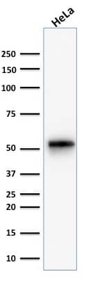 Western Blot Analysis of human HeLa cell lysate using Negative Control for Rabbit Monoclonal Antibody (NCRBM/1520R) - Azide and BSA Free.