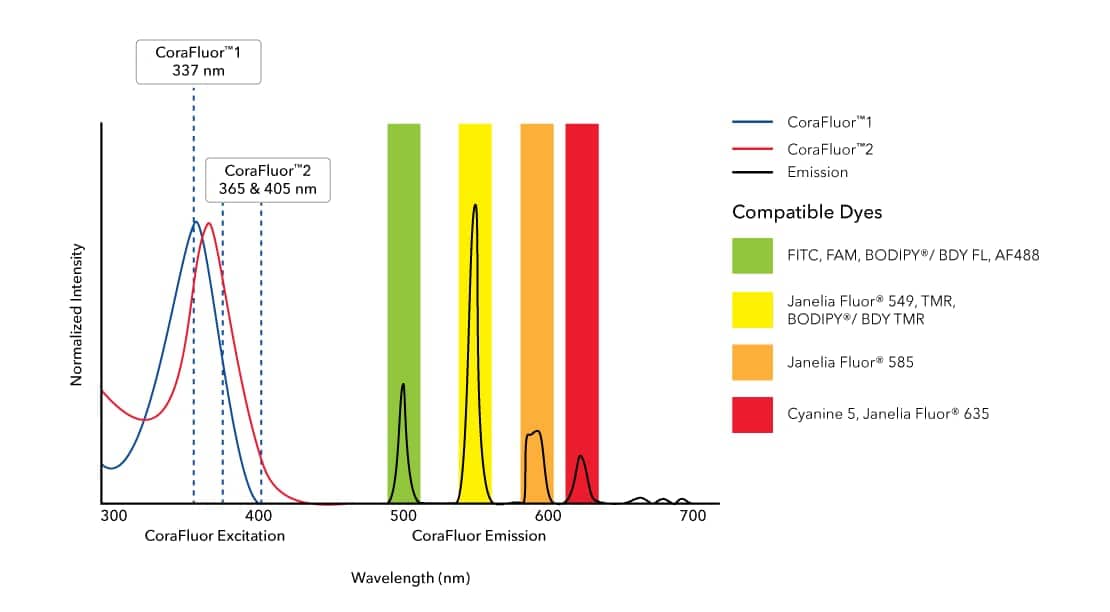 CoraFluor™  1, amine reactive (Catalog:7920) and CoraFluor™  2, amine reactive (Catalog # 7950) are terbium-based probes that have been developed for use as TR-FRET donors. They emit wavelengths compatible with commonly used fluorescent acceptor dyes such as BODIPY® (or BDY) and Janelia Fluor® dyes, FITC (Catalog # 5440), TMR and Cyanine 5 (Catalog # 5436). CoraFluor™ fluorescence is brighter and more stable in biological media than existing TR-FRET donors, leading to enhanced sensitivity and improved data generation. CoraFluor™  1 exhibits excitation upon exposure to a 337 nm UV laser.
